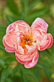 RHS GARDEN, WISLEY, SURREY: CLOSE UP PLANT PORTRAIT OF THE PINK FLOWER OF PEONY - PAEONIA CORAL CHARM - AGM, PERENNIAL, FLOWERS, FLOWERING, JUNE, SUMMER, PETALS