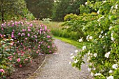 RHS GARDEN, WISLEY, SURREY: BOWES LYON ROSE GARDEN - LAWN AND PATH WITH DAVID AUSTIN ROSE - ROSA SKYLARK - AUSIMPLE, AGM, SHRUB, SCENT, SCENTED, FRAGRANT, JUNE, SUMMER, FLOWERS