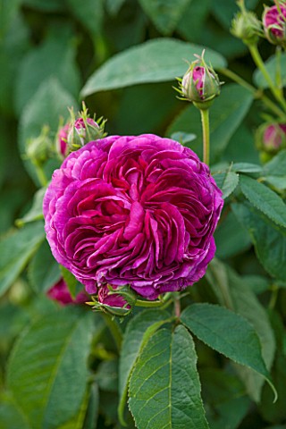 RHS_GARDEN_WISLEY_SURREY_CLOSE_UP_PLANT_PORTRAIT_OF_THE_PINK_FLOWERS_OF_A_GALLICA_SHRUB_ROSE__ROSA_C