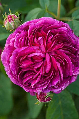 RHS_GARDEN_WISLEY_SURREY_CLOSE_UP_PLANT_PORTRAIT_OF_THE_PINK_FLOWERS_OF_A_GALLICA_SHRUB_ROSE__ROSA_C