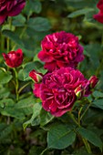 RHS GARDEN, WISLEY, SURREY: CLOSE UP PLANT PORTRAIT OF THE DARK RED DAVID AUSTIN ROSE - ROSA DARCEY BUSSELL - AUSDECORUM - FLOWER, FLOWERS, PETALS, SHRUB, JUNE, SUMMER
