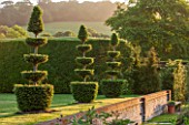 GLYNDEBOURNE, EAST SUSSEX: CLIPPED TOPIARY YEWS BESIDE THE TOPIARY GARDEN AT DAWN. ENGLISH, SUMMER, JUNE, TOPIARY, YEW, MIST