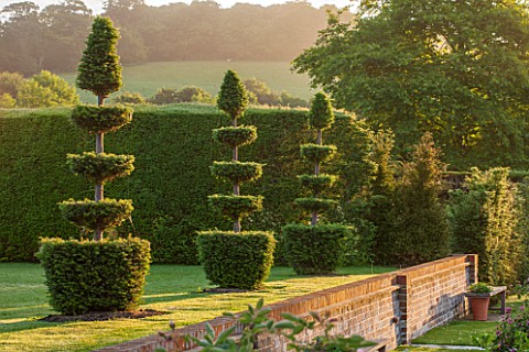 GLYNDEBOURNE_EAST_SUSSEX_CLIPPED_TOPIARY_YEWS_BESIDE_THE_TOPIARY_GARDEN_AT_DAWN_ENGLISH_SUMMER_JUNE_