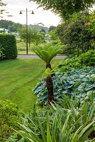 GLYNDEBOURNE_EAST_SUSSEX_TREE_FERNS_AND_HOSTAS_IN_THE_EXOTIC_BOURNE_GARDEN_WITH_LAWN__GREEN_TROPICAL