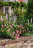 GLYNDEBOURNE, EAST SUSSEX: THE DOUBLE HERBACEOUS BORDERS WITH WHITE FOXTAIL LILIES - EREMERUS, SALVIAS - AND PINK ROSES - WALL, BRICK, BORDER, SUMMER