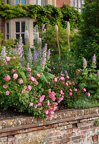 GLYNDEBOURNE_EAST_SUSSEX_THE_DOUBLE_HERBACEOUS_BORDERS_WITH_WHITE_FOXTAIL_LILIES__EREMERUS_SALVIAS__