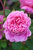 GLYNDEBOURNE, EAST SUSSEX: CLOSE UP OF THE PINK FLOWER OF A ROSE - ROSA PRINCESS ALEXANDRA OF KENT. SHRUB, ROSES, PETALS, FLOWERS, P[INK, JUNE