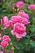 GLYNDEBOURNE, EAST SUSSEX: CLOSE UP OF THE PINK FLOWER OF A ROSE - ROSA PRINCESS ALEXANDRA OF KENT. SHRUB, ROSES, PETALS, FLOWERS, P[INK, JUNE