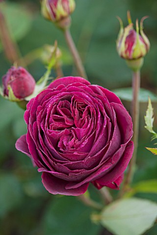 GLYNDEBOURNE_EAST_SUSSEX_CLOSE_UP_OF_THE_DARK_RED_FLOWER_OF_A_ROSE__ROSA_MUNSTEAD_WOOD_SHRUB_ROSES_P