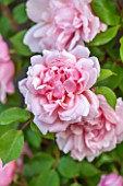 GLYNDEBOURNE, EAST SUSSEX: CLOSE UP OF THE PINK FLOWER OF A ROSE - ROSA ALBERTINE. CLIMBER, CLIMBING, ROSES, PETALS, FLOWERS, JUNE
