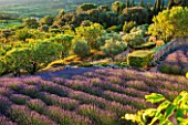 LA JEG, PROVENCE, FRANCE: DESIGNER ANTHONY PAUL - VIEW ACROSS ROWS OF LAVENDER - LAVENDULA GROSSO - TO ALMOND TREES AND COUNTRYSIDE BEYOND. , PURPLE, SUNRISE