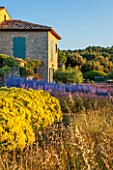 LA JEG, PROVENCE, FRANCE: DESIGNER ANTHONY PAUL - BLUE AND YELLOW PLANTING OF PEROVSKIA , LAVENDER - LAVENDULA GROSSO AND SANTOLINA CHAMAECYPARISSUS LEMON QUEEN. HOUSE, SKY, SUMMER