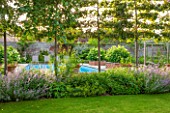 THE COACH HOUSE,SURREY:ESPALIERED MALUS RUDOLPH BESIDE POOL WITH NEPETA SIX HILLS GIANT & ALCHEMILLA MOLLIS.HYDRANGEA ARBORESCENS ANNABELLE IN RAISED BRICK BEDS.SUMMER,GARDEN