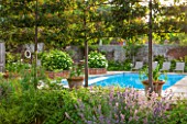 THE COACH HOUSE, SURREY: WALLED SWIMMING POOL AREA WITH ESPALIERED MALUS RUDOLPH & NEPETA SIX HILLS GIANT. HYDRANGEA ARBORESCENS ANNABELLE IN RAISED BRICK BEDS & SUN LOUNGERS