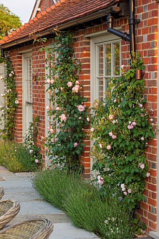 THE_COACH_HOUSE_SURREY_CLIMBING_ROSE_PALE_PINK_ROSA_THE_GENEROUS_GARDENER_TRAINED_AGAINST_HOUSE_WALL