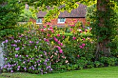 THE COACH HOUSE, SURREY: AZALEAS AND RHODODENDRONS IN BORDER BY LAWN IN FRONT GARDEN. PINK/PURPLE PLANTING. COMBINATION, FLOWER,SHRUB,SUMMER,WOODLAND,SHADE,SHADY,ACID SOIL, SHRUB.