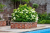 THE COACH HOUSE, SURREY:RAISED BRICK BED BESIDE SWIMMING POOL WITH HYDRANGEA ARBORESCENS ANNABELLE. WHITE, FLOWER, PLANT, SUMMER.