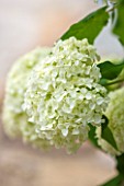 THE COACH HOUSE, SURREY: CLOSE UP OF FLOWER OF HYDRANGEA ARBORESCENS ANNABELLE. PLANT PORTRAIT, WHITE & GREEN,LIME,SUMMER,PURE,PURITY,CALM,SERENE.