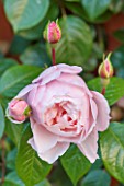 THE COACH HOUSE, SURREY: CLOSE UP OF ROSA THE GENEROUS GARDENER. PLANT PORTRAIT, PINK, ROSE, BUDS, SHRUB, SUMMER, FLOWER, DELICATE.