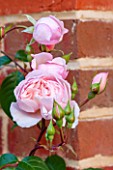 THE COACH HOUSE, SURREY: CLOSE UP OF ROSA THE GENEROUS GARDENER AGAINST BRICK WALL. PLANT PORTRAIT, PINK, ROSE, BUDS, SHRUB, SUMMER, FLOWER, DELICATE.