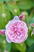 THE COACH HOUSE, SURREY: CLOSE UP OF ROSA EGLANTYNE. PINK, FLOWER, DELICATE, SHRUB, SUMMER, ROSE.