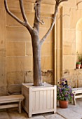 CHATSWORTH HOUSE,DERBYSHIRE:FLORAS TEMPLE. ORIGINAL SKELETON OF OLD CAMELLIA RETICULATA CAPTAIN RAWES PLANTED BY JOSEPH PAXTON IN 1850. IN VERSAILLES CONTAINER.