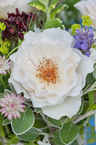 THE_REAL_FLOWER_COMPANY_CLOSE_UP_OF_ROSA_MARGARET_MERRILL_ASTRANTIAS_MINT_AND_SENECCIO_IN_FLORAL_ARR