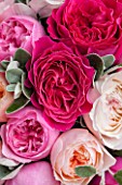 THE REAL FLOWER COMPANY:CLOSE UP OF DEEP, BLUSH AND PALE PINK ROSES WITH SENECCIO IN FLORAL ARRANGEMENT. PRETTY, PLANT PORTRAIT.
