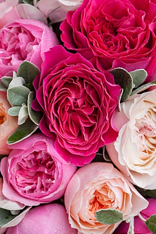 THE_REAL_FLOWER_COMPANYCLOSE_UP_OF_DEEP_BLUSH_AND_PALE_PINK_ROSES_WITH_SENECCIO_IN_FLORAL_ARRANGEMEN