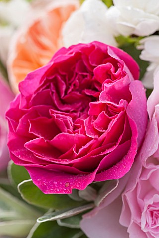 THE_REAL_FLOWER_COMPANYCLOSE_UP_OF_CERISE_PINK_ROSE_IN_FLORAL_ARRANGEMENT_PRETTY_PLANT_PORTRAIT