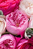 THE REAL FLOWER COMPANY:CLOSE UP OF BLUSH, DEEP AND PALE PINK ROSES IN FLORAL ARRANGEMENT. PLANT PORTRAIT, PRETTY.