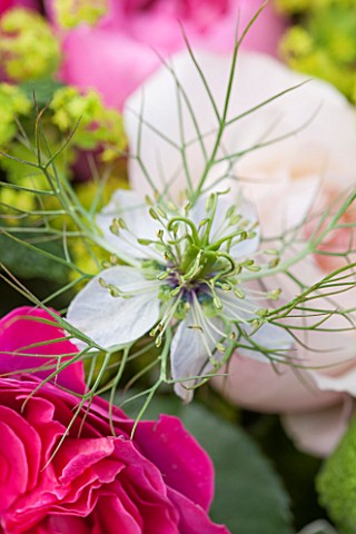 THE_REAL_FLOWER_COMPANYCLOSE_UP_OF_WHITE_NIGELLA_AND_CERISE_PINK_ROSE_PLANT_PORTRAIT_PRETTY