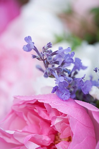THE_REAL_FLOWER_COMPANYCLOSE_UP_OF_PINK_ROSE_AND_LAVENDER_PRETTYPLANT_PORTRAITLILACPURPLE