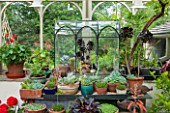 THE LODGE, BURFORD, OXFORDSHIRE: INTERIOR OF CONSERVATORY WITH WARDIAN CASE WITH COLLECTION OF SUCCULENTS INCLUDING AEONIUMS.
