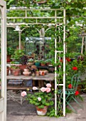 THE LODGE, BURFORD, OXFORDSHIRE: CONSERVATORY WITH WARDIAN CASE WITH COLLECTION OF SUCCULENTS INCLUDING AEONIUMS. WITH PELARGONIUMS AND PINK & RED GERANIUMS IN TERRACOTTA POTS