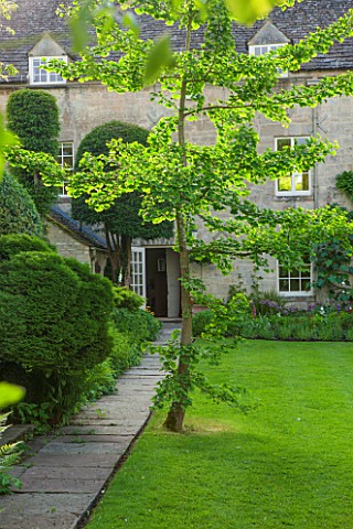 THE_LODGE_BURFORD_OXFORDSHIRE_GINKGO_BILOBA_TREE_ON_LAWN_BY_HOUSE_WITH_YEWS_AND_CONIFERS_GREEN_SUMME