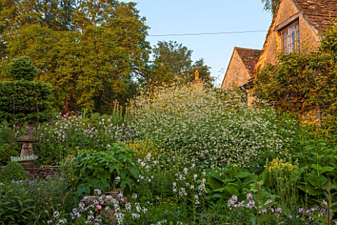 GREYHOUNDS_BURFORD_OXFORDSHIRE_CRAMBE_DOMINATES_THE_HERBACEOUS_BORDER_BY_THE_HOUSE_INFORMAL_COTTAGE_