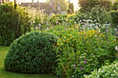 GREYHOUNDS,BURFORD,OXFORDSHIRE: THE EAST BORDER TO THE HOUSE BEYOND. WITH SELINUM WALLACHIANUM,BUPTHALUM SALICIFOLIUM AND BOX DOME. COTTAGE STYLE PLANTING, INFORMAL GARDEN, SUMMER.
