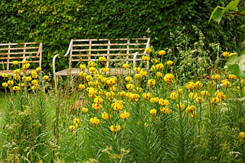 GREYHOUNDS_BURFORD_OXFORDSHIRE_WILDFLOWER_PATCH_WITH_YELLOW_PYRENEAN_LILIES_FROM_CO_KILDARE_WITH_WHI
