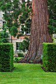 THE GREAT HOUSE, BURFORD, OXFORDSHIRE: GIANT REDWOOD - SEQUOIADENDRON GIGANTEUM IN LAWN BETWEEN CLIPPED YEW HEDGING - TAXUS BACCATA