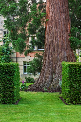 THE_GREAT_HOUSE_BURFORD_OXFORDSHIRE_GIANT_REDWOOD__SEQUOIADENDRON_GIGANTEUM_IN_LAWN_BETWEEN_CLIPPED_