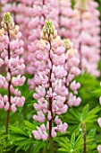 PYTTS PLACE, BURFORD, OXFORDSHIRE: CLOSE UP OF PALE PINK AND WHITE LUPINS. FLOWER, PLANT PORTRAIT, PRETTY, PASTEL