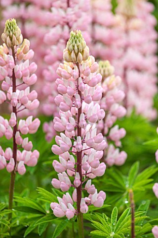 PYTTS_PLACE_BURFORD_OXFORDSHIRE_CLOSE_UP_OF_PALE_PINK_AND_WHITE_LUPINS_FLOWER_PLANT_PORTRAIT_PRETTY_