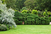 OXLEAZE FARM, OXFORDSHIRE: SCULPTED BOX HEDGE AND LAWN IN SUMMER. SHRUB, TOPIARY, EVERGREEN, FORMAL, GARDEN.