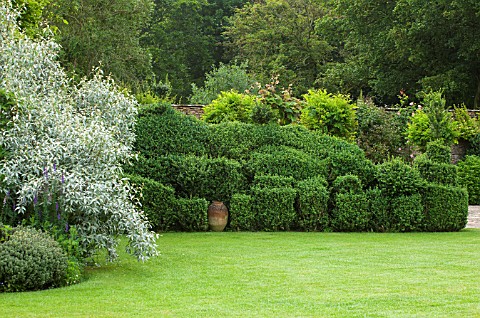 OXLEAZE_FARM_OXFORDSHIRE_SCULPTED_BOX_HEDGE_AND_LAWN_IN_SUMMER_SHRUB_TOPIARY_EVERGREEN_FORMAL_GARDEN