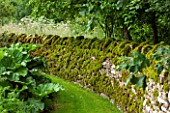 OXLEAZE FARM, OXFORDSHIRE: MOSS COVERED COTSWOLD STONE WALL. GREEN, SHADY, SHADE, GARDEN. SUMMER