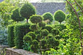 OXLEAZE FARM, OXFORDSHIRE: STONE WALL WITH YEW AND BOX TOPIARY SHAPES, EVERGREEN, CLIPPED, BUXUS, TAXUS BACCATA, GREEN, PRUNED, SUMMER.