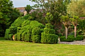 OXLEAZE FARM, OXFORDSHIRE: SCULPTED BOX HEDGE WITH ROBINIA INERMIS COMING INTO LEAF. TOPIARY, GREEN, EVERGREEN, SUMMER, LAWN, GRASS, GARDEN, LUSH, FOLIAGE