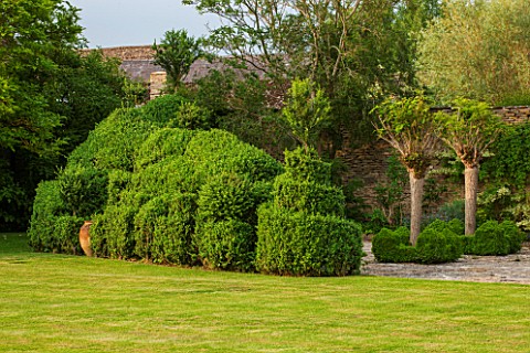 OXLEAZE_FARM_OXFORDSHIRE_SCULPTED_BOX_HEDGE_WITH_ROBINIA_INERMIS_COMING_INTO_LEAF_TOPIARY_GREEN_EVER