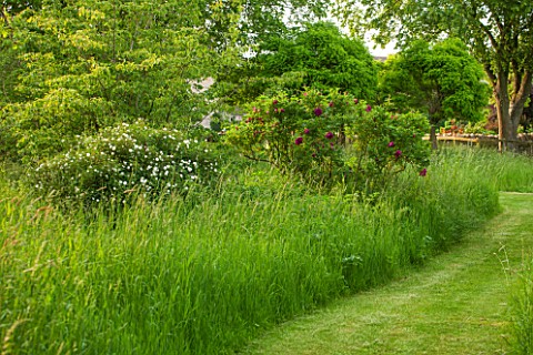 OXLEAZE_FARM_OXFORDSHIRE_ORCHARD_WITH_MOWN_PATH_AND_SHRUB_ROSES_GRASS_PATH_NATURALISTIC_NATURAL_PLAN